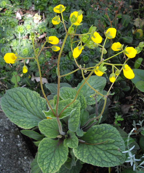 Soubor:Calceolaria andina 1.jpg