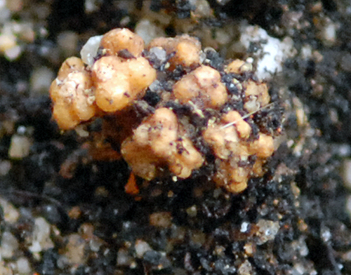 Soubor:Cycas Circinalis - Coralloid Roots500.jpg