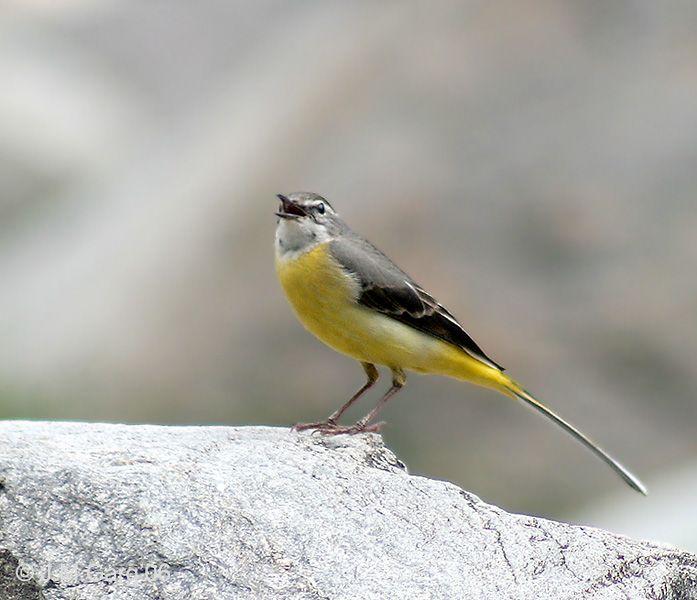 Soubor:Grey Wagtail (Breeding female) I IMG 3079.jpg