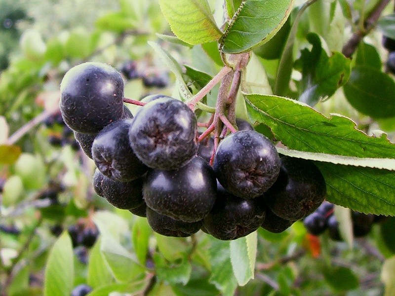 Soubor:800px-Aronia melanocarpa.jpg