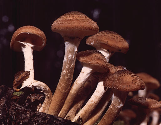 Soubor:Armillaria ostoyae.jpg
