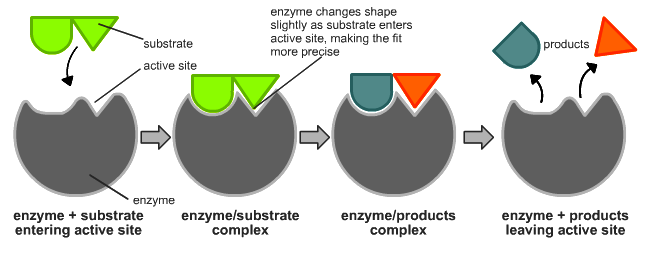 Soubor:Induced fit diagram.png