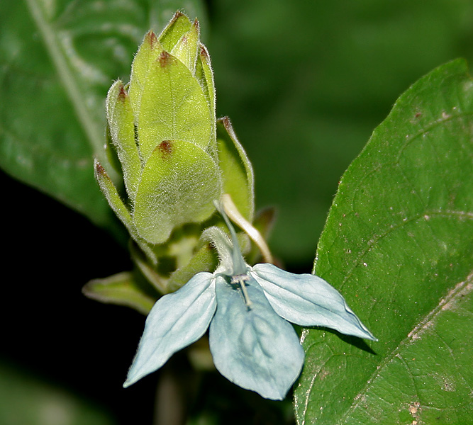 Soubor:Ecbolium ligustrinum (Green ice crossandra) W IMG 4229.jpg