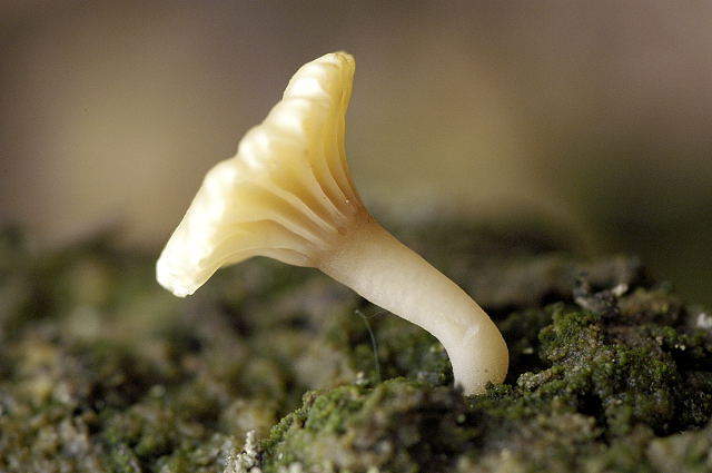 Soubor:Lichenomphalia.umbellifera2.-.lindsey.jpg
