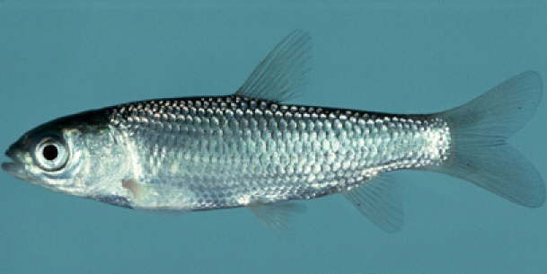 Soubor:Grass-Carp1web.jpg