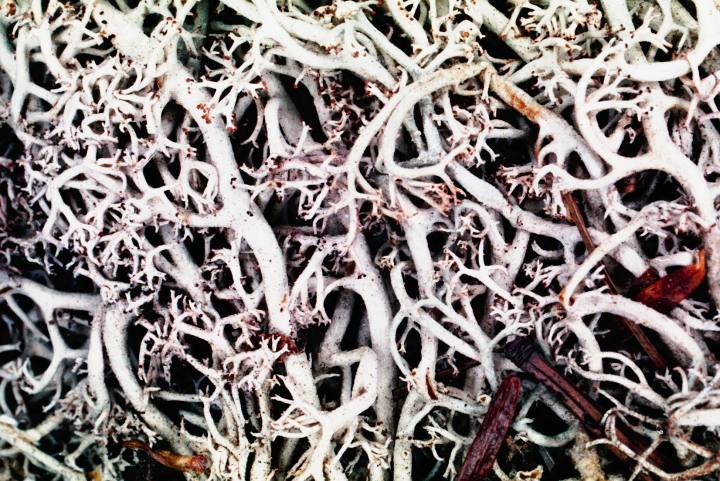 Soubor:Cladonia rangiferina-1.jpg