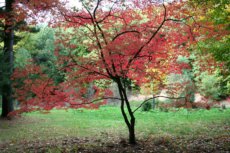 Soubor:Acer japonicum 'Aconitifolium' JPG1T.jpg