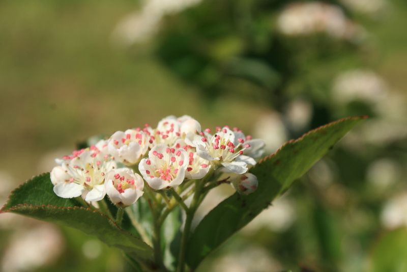 Soubor:Aronia-melanocarpa-flowers.jpg