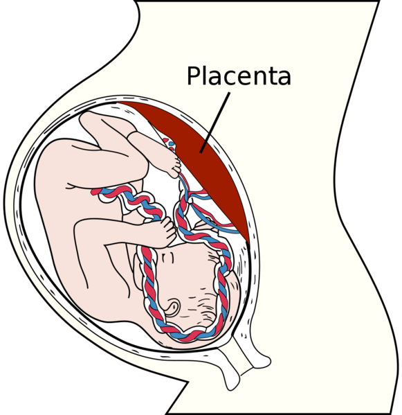 Soubor:Placenta.png