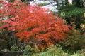 Acer japonicum aconitifolium fall color.jpg