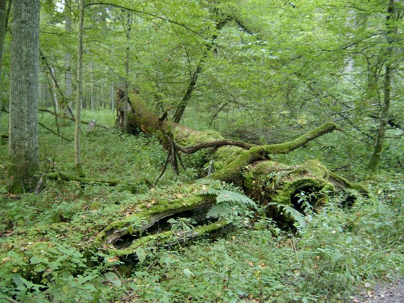 Soubor:2005-09 Białowieski Park Narodowy 2.jpg