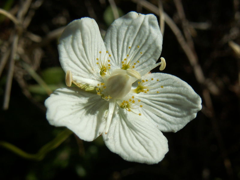 Soubor:Parnassia palustris06.jpg