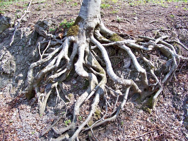 Soubor:Koreni-00.JPG