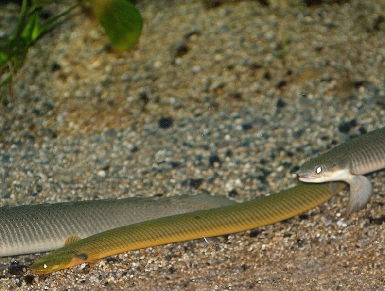 Soubor:Erpetoichthys calabaricus.jpg