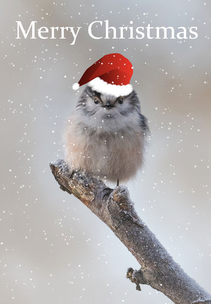 Soubor:Merry Christmas-happy-2024-Flickr.jpg