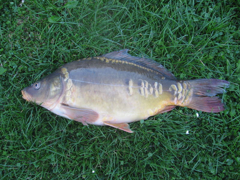 Soubor:Cyprinus carpio .jpg