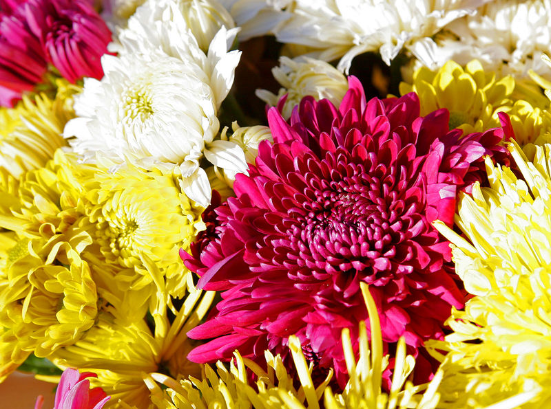 Soubor:Chrysanthemums.jpg